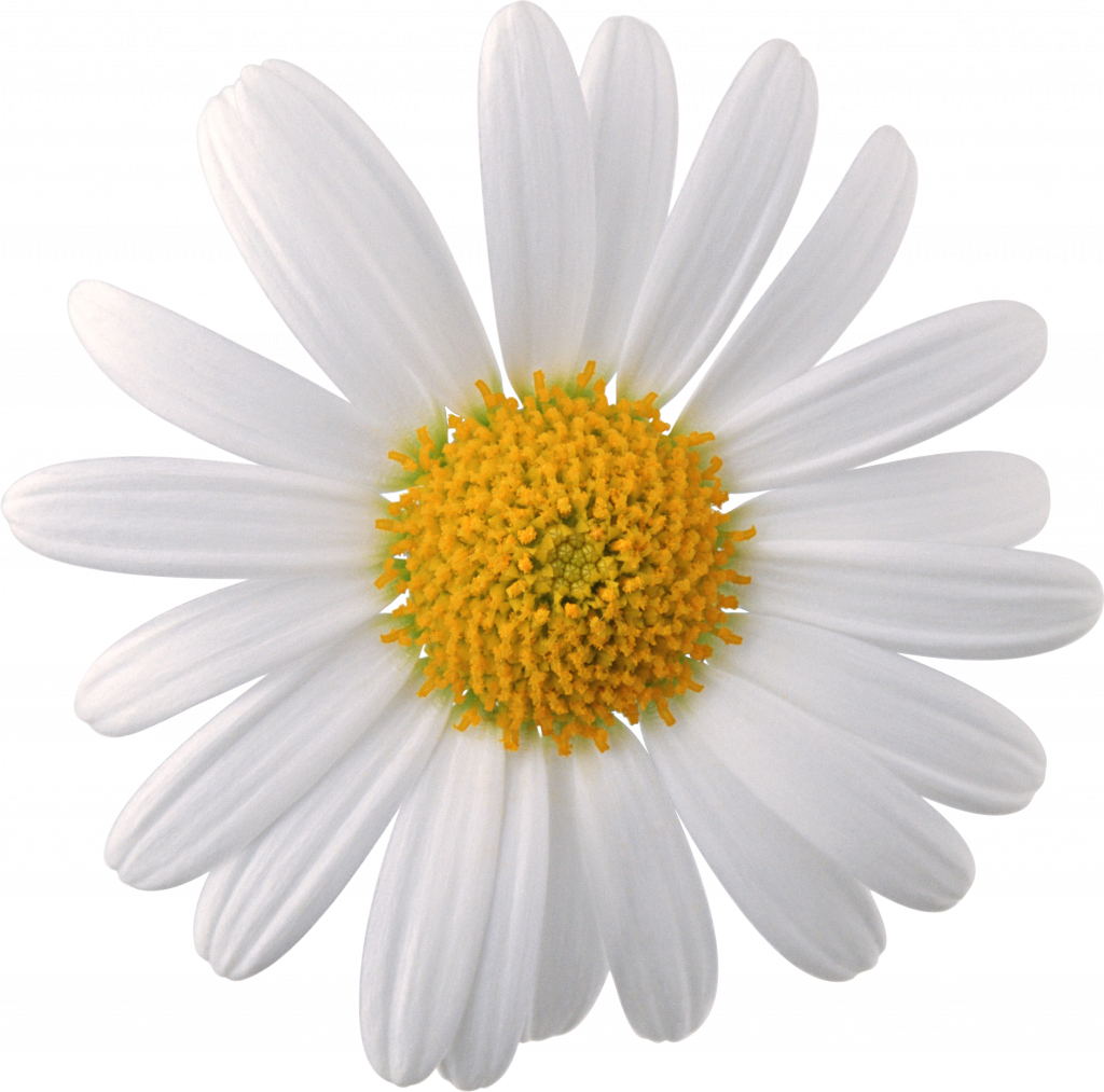bloemen ilustratie