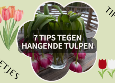 7 Tips om Hangende Tulpen te Voorkomen