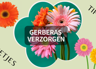 Gerbera's verzorgen: Alles wat je moet weten