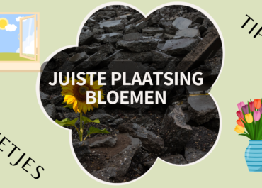 De ideale plek voor uw bloemen: Zo blijven ze langer mooi