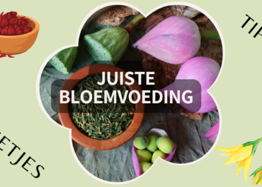 Wat is de juiste bloemenvoeding?