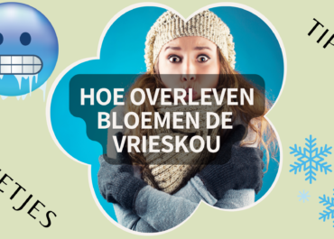 Hoe overleven bloemen de vrieskou?